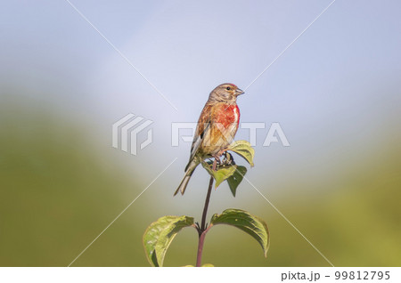 a linnet sits on a branch in spring a linnet sits on a branch in spring 99812795