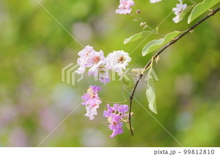 バナバ、オオバナサルスベリ（Banaba, Lagerstroemia speciosa） 99812810