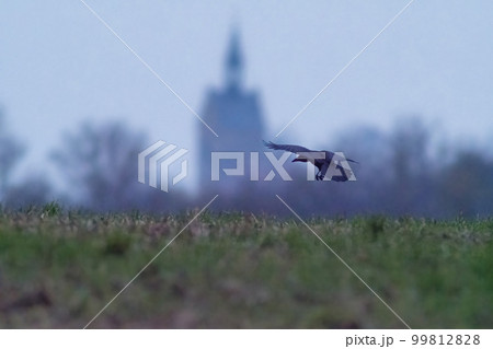 1 raven flies over a field 99812828