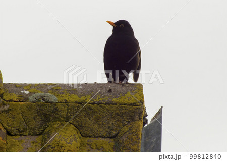 blackbird sits on a roof 99812840