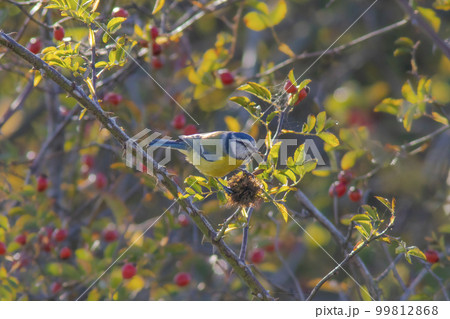a blue tit sitting in a rosehip bush 99812868