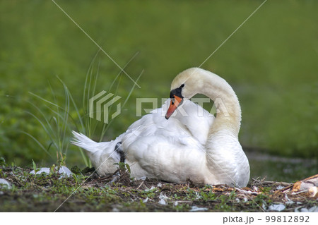 a adult swan sits on the shore of a lake a adult swan sits on the shore of a lake 99812892