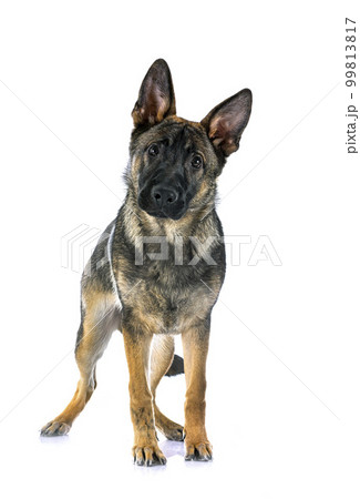 young german shepherd young german shepherd 99813817