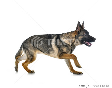 young german shepherd young german shepherd 99813818