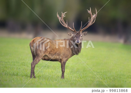 one handsome red deer buck stands in a meadowの写真素材 [99813868