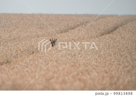 one young roebuck looking out of a wheat field in summer one young roebuck looking out of a wheat field in summer 99813898