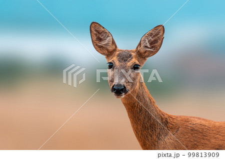 one colorful portrait of a beautiful deer doe 99813909