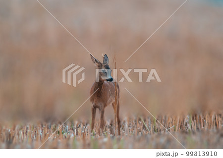 one young roebuck stands on a harvested field in summer one young roebuck stands on a harvested field in summer 99813910