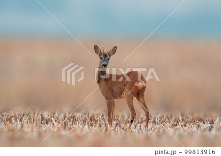 one young roebuck stands on a harvested field in summer 99813916