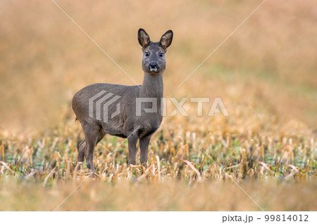 one beautiful deer doe standing on a harvested field in autumn 99814012