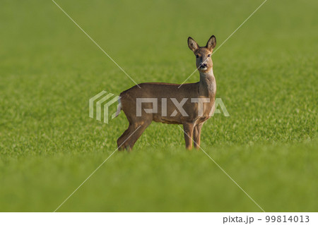 one beautiful doe doe standing on a green field in spring 99814013