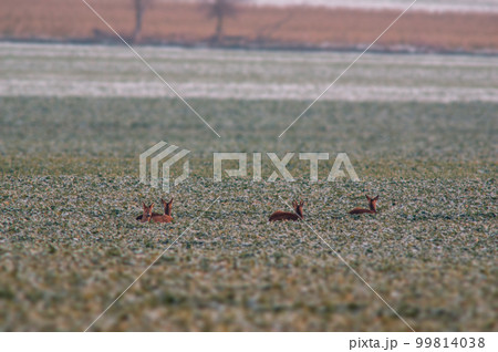 one group of deer in a field in winter 99814038