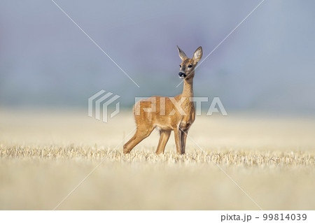 one beautiful roe deer doe stands on a harvested field in summer 99814039