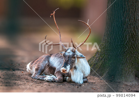 one moose lies relaxed on the edge of a forest one moose lies relaxed on the edge of a forest 99814094