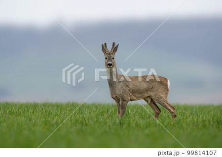 one young roebuck stands on a green field in spring 99814107