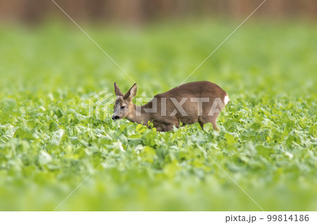 one young roebuck stands on a green field in spring 99814186
