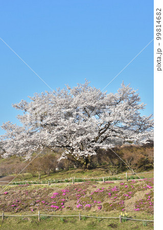 栃木県矢板市 長峰公園 栃木県矢板市 長峰公園 99814682