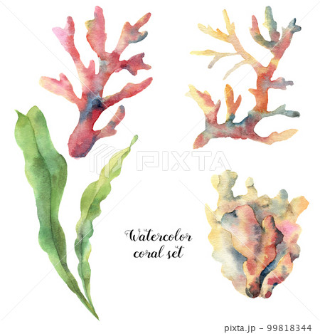 Watercolor set with coral and laminaria. Hand painted underwater branches isolated on white background. Tropical sea life illustration. For design, print or background. Watercolor set with coral and laminaria. Hand painted underwater branches isolated on white background. Tropical sea life illustration. For design, print or background. 99818344