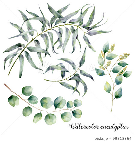Watercolor set with eucalyptus branch. Hand painted floral illustration with leaves and branches of seeded and silver dollar eucalyptus isolatedon white background. For design, print and fabric 99818364