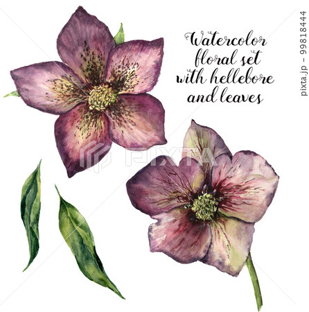 Watercolor floral set with hellebore and leaves. Hand painted winter flowers isolated on white background. Botanical illustration for design, print or fabric. 99818444