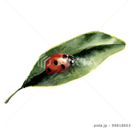 Watercolor ladybug with leaf. Nature card with ladybird. Insect illustration isolated on white background. For design or print 99818603
