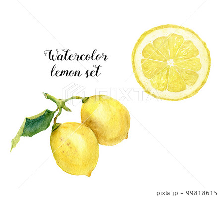 Watercolor lemon set. Citrus collection on white background for design, fabric or print. 99818615