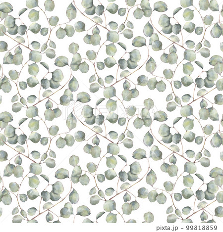 Watercolor pattern with silver dollar eucalyptus. Hand painted ornament with branches with leaves isolated on white background. Natural print for design, fabric. 99818859