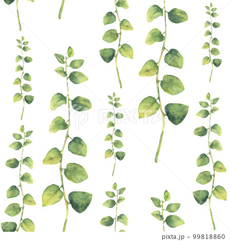 Watercolor green floral seamless pattern with herbs with round leaves. Hand painted pattern with branches and leaves of curly herb isolated on white background. For design or background 99818860