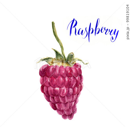 Watercolor raspberry with lettering Raspberry. Hand drawn arti Watercolor raspberry with lettering Raspberry. Hand drawn arti 99819104