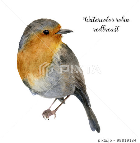 Watercolor robin redbreast. Hand painted illustration with bird isolated on white background. Nature print for design. 99819134
