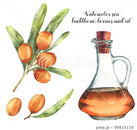 Watercolor sea buckthorn set with berries and oil. Botanical floral illustration with sandthorn oil, seaberry and leaves isolated on white background. For design, fabric 99819150