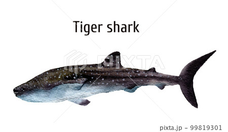 Watercolor sea tiger shark. Requiem shark isolated on white background. For design, prints, background, t-shirt Watercolor sea tiger shark. Requiem shark isolated on white background. For design, prints, background, t-shirt 99819301
