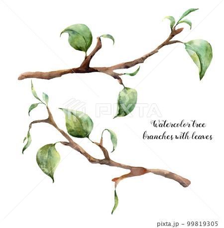 Watercolor tree branches with leaves. Hand painted floral illustration isolated on white background. Spring elements for design. 99819305