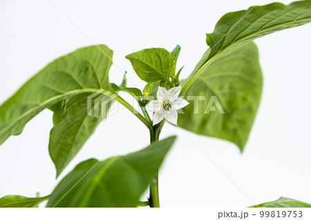 Growing peppers from seeds. Step 9 - first flowers, blossoms 99819753