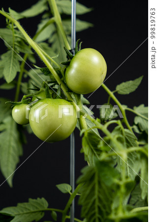 Growing tomatoes from seeds, step by step. Step 12 - lots of green tomatoes on branches on a black background Growing tomatoes from seeds, step by step. Step 12 - lots of green tomatoes on branches on a black background 99819763