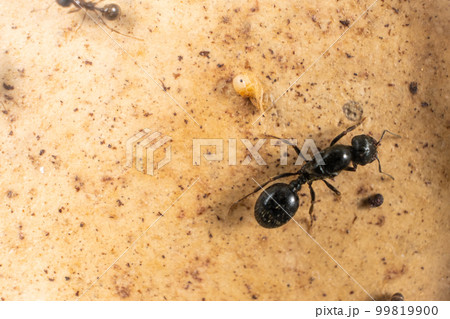 Queen of ants and ant egg, almost formed ant, larva, macro 99819900