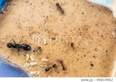 Ant queen and worker ants reaper, ant eggs on a plaster platform of an acrylic ant farm. 99819902