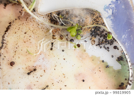 Mold and sprouted grains in an acrylic ant farm. Improper care of harvester ants, excessive humidity. 99819905