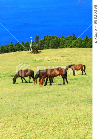 【宮崎県】晴天の都井岬（御崎馬の放牧場） 99820398
