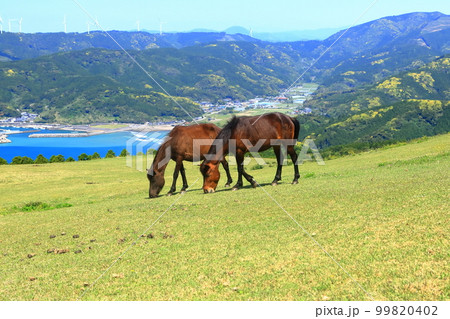 【宮崎県】晴天の都井岬(御崎馬の放牧場) 【宮崎県】晴天の都井岬(御崎馬の放牧場) 99820402