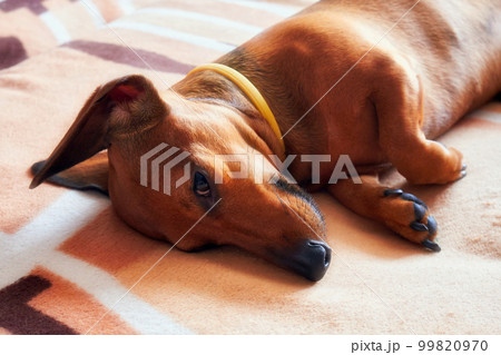 Dog naps on the sofa Dog naps on the sofa 99820970
