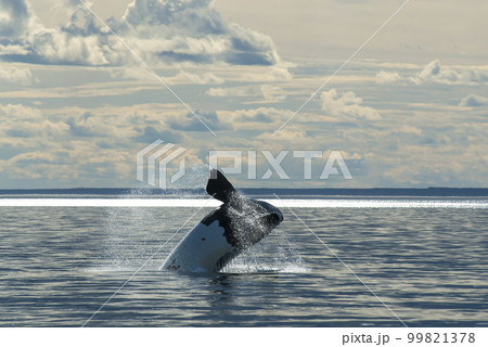Whale jumping behavior in Peninsula Valdes  99821378
