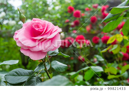Amazing pink rose flower  and red roses in background in Cologne 99821433