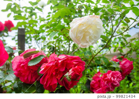 Fantastic pink peonies in the internal garden  ( patio with garden chairs and table)  of a house  in townhouse in the suburbs of Cologne (North Rhine Westphalia). 99821434