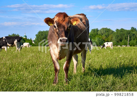 Young beautiful brown cow with cute face looking and posing to camera on meadow Young beautiful brown cow with cute face looking and posing to camera on meadow 99821858