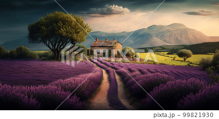 Purple lavender field in Provence at sunset. Lavender. Stunning summer landscape in Provence, France with blooming violet fields Purple lavender field in Provence at sunset. Lavender. Stunning summer landscape in Provence, France with blooming violet fields 99821930