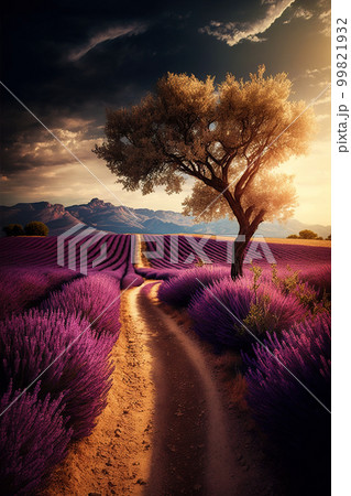 Purple lavender field in Provence at sunset. Lavender. Stunning summer landscape in Provence, France with blooming violet fields Purple lavender field in Provence at sunset. Lavender. Stunning summer landscape in Provence, France with blooming violet fields 99821932