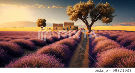 Purple lavender field in Provence at sunset. Lavender. Stunning summer landscape in Provence, France with blooming violet fields 99821933