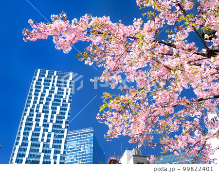 渋谷ストリームと満開の桜 東京都 渋谷ストリームと満開の桜 東京都 99822401