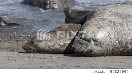 Elephant seal couple mating, Peninsula Valdes, Patagonia, Argentina Elephant seal couple mating, Peninsula Valdes, Patagonia, Argentina 99822644